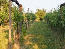 Ponúkam na predaj pozemok s viničným domom.