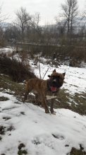 stafofdsirsky terier steniata