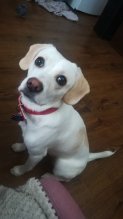 Darujem psika, sucka,beagle labrador spicc mix