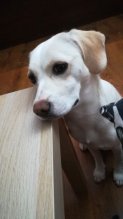 Darujem psika, sucka,beagle labrador spicc mix