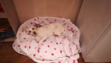 Darujem psika, sucka,beagle labrador spicc mix