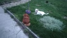 Darujem psika, sucka,beagle labrador spicc mix
