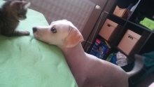Darujem psika, sucka,beagle labrador spicc mix