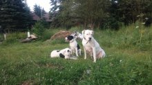 Darujem za veterinárne poplatky.