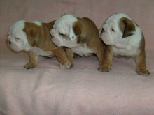 Anglický buldog-bulldog