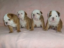 Anglický buldog-bulldog