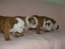 Anglický buldog-bulldog