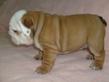 Anglický buldog-bulldog