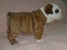 Anglický buldog-bulldog