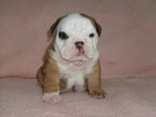 Anglický buldog-bulldog