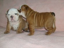 Anglický buldog-bulldog