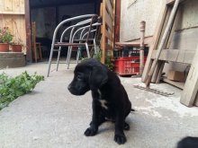 Ponúkam na predaj 3 krásne šteniatka