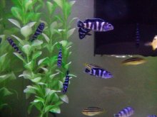 PREDAM AFRICKE CICHLIDY Pseudotropheus Demasoni
