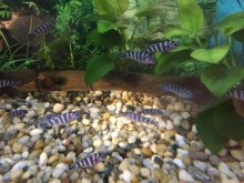 PREDAM AFRICKE CICHLIDY Pseudotropheus Demasoni