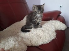 Predám mačiatko Mainská mývalia mačka