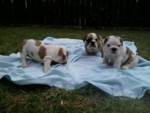Anglicky buldog-bulldog-buldok