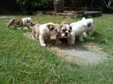 Anglicky buldog-bulldog-buldok