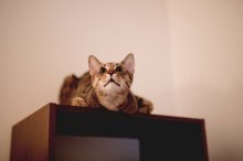 Piškót a Puding - dvaja nádherní kocúri