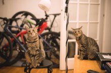 Piškót a Puding - dvaja nádherní kocúri