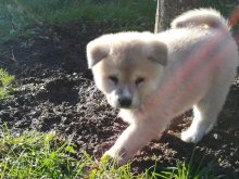 Akita Inu (Hačiko)