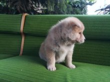 Akita Inu (Hačiko)