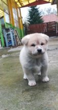 Akita Inu (Hačiko)