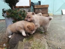 Akita Inu (Hačiko)