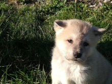 Akita Inu (Hačiko)