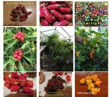 Semiačka Chilli Dragons Breath / a ine na po 20ks