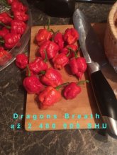 Semiačka Chilli Dragons Breath / a ine na po 20ks