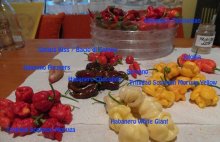 Semiačka Chilli Dragons Breath / a ine na po 20ks