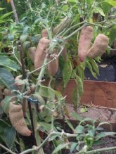 Semiačka Chilli Dragons Breath / a ine na po 20ks