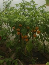 Semiačka Chilli Dragons Breath / a ine na po 20ks