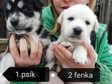 Sibírsky husky (goberian)