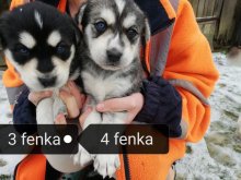 Sibírsky husky (goberian)