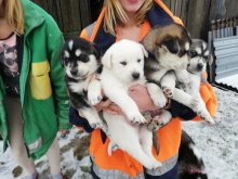 Sibírsky husky (goberian)