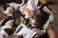 mega-prítulní krásavci na adopciu