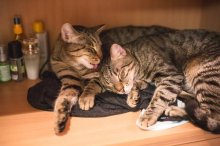 mega-prítulní krásavci na adopciu