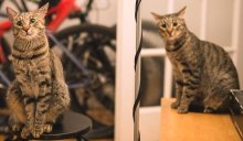 mega-prítulní krásavci na adopciu
