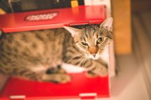 mega-prítulní krásavci na adopciu