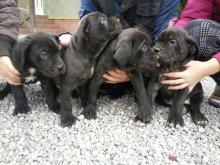 cane corso steniatka