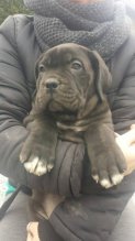 cane corso steniatka