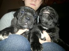cane corso steniatka