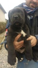 cane corso steniatka