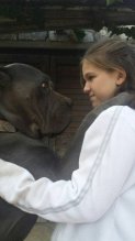 cane corso steniatka