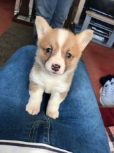 Steniatka Welsh Corgi Pembroke