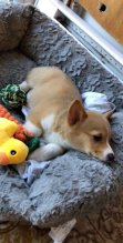 Steniatka Welsh Corgi Pembroke