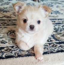 Mini civava