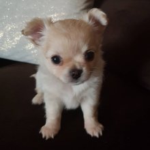 Mini civava