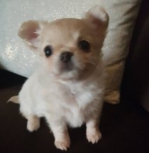 Mini civava